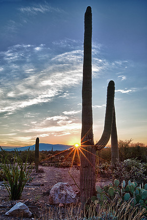 Saguaro Desert Sunrise
