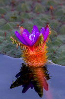 "Budding Water Lily"