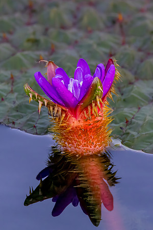 "Budding Water Lily"