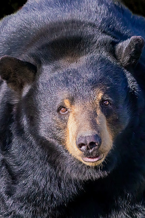 "Large Black Bear"