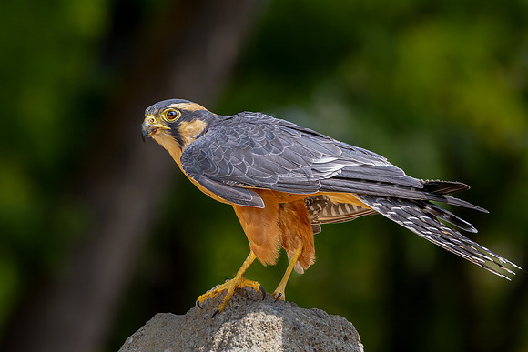 Northern Aplomado FalconBird
