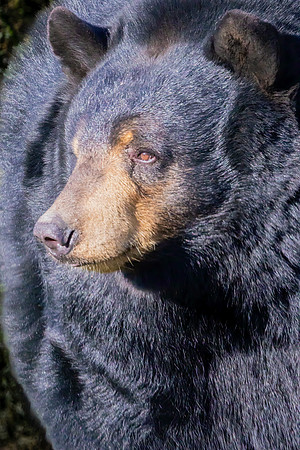 "Mellow Black Bear"