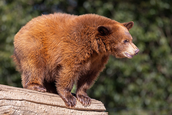 "Black Bear Cub"
