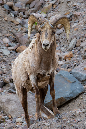 "Rocky Mountain Bighorn"
