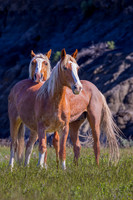 "Wild Pair"