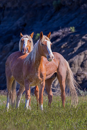 "Wild Pair"