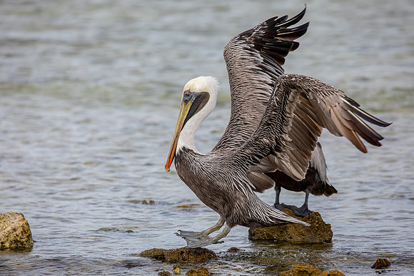 "Brown Pelican Landing"