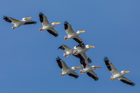 "White Pelicans In Flight"