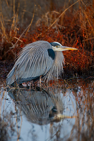 "Great Blue In The Cold"
