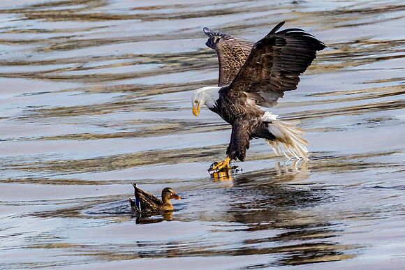 "Lucky Duck"