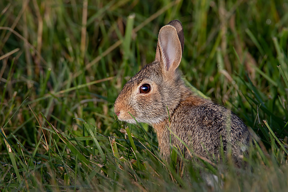 "Eastern Cottontail Rabbit"