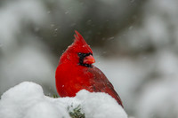 "Cardinal In The Snow"