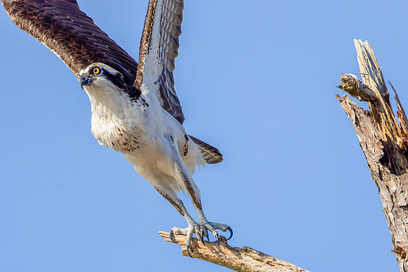 "Osprey Launching"