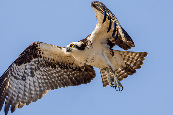 "Osprey In Flight"