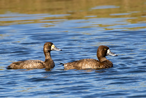 "Greater Scaup Ducks"