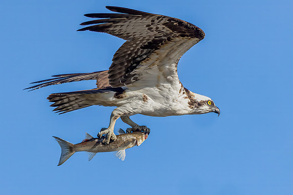 "Flying A Fish"