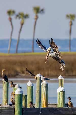 "Pelican Landing"
