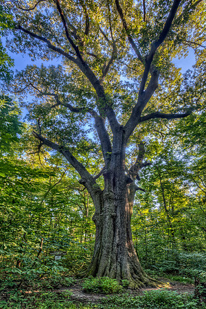 Illinois Champion Cherrybark Oak