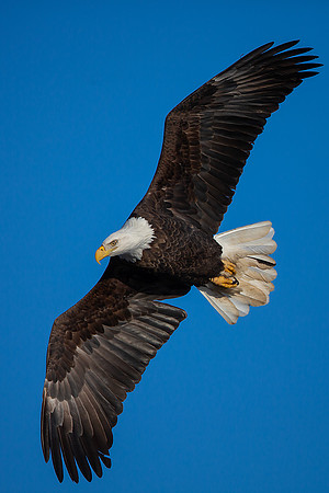 "On The Hunt"