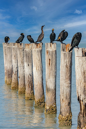 "Cormorant Perches"