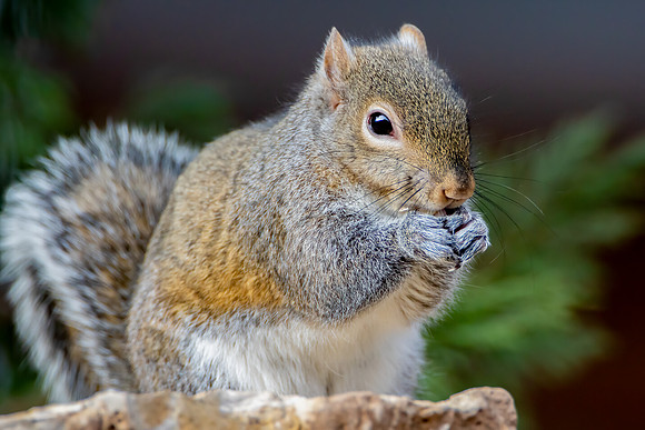 "Eastern Gray Squirrel"