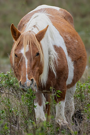 "Grazing The Marsh"