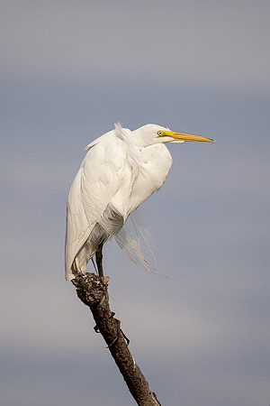 "On The Perch"