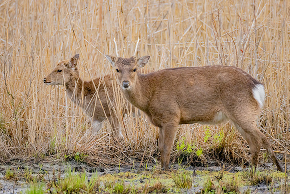 "Sika Deer"
