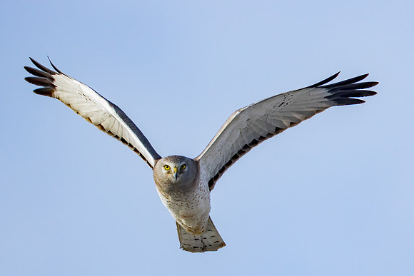 "Male Northern Harrier"