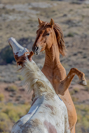 "Waterhole Skirmish"