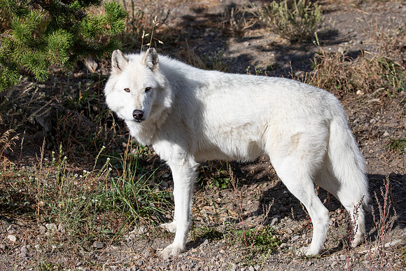 "White Wolf"