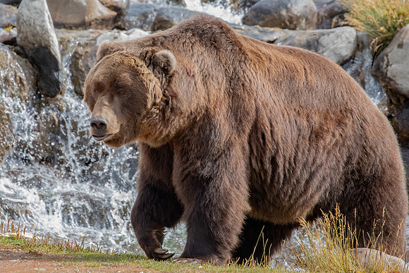 "Big Griz"