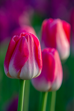 "Spring Tulips"