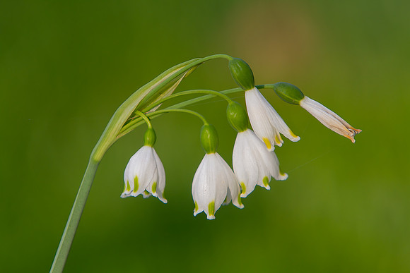 "Snow Drop Flowers"