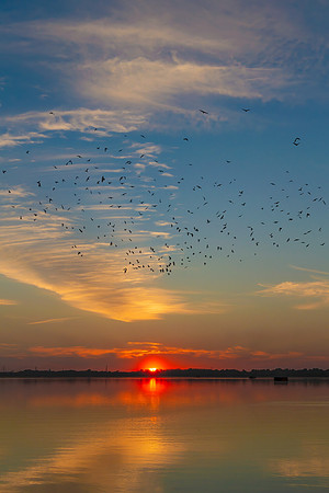 "A Flock At Sunset"