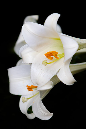 "Lily Flowers"
