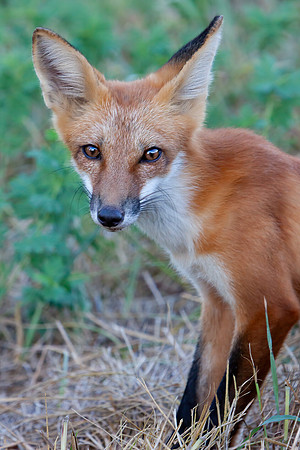 "Sly Fox"
