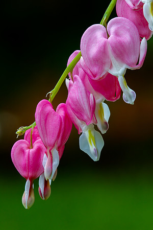 "Bleeding Hearts"