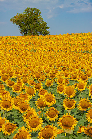 "Sunflower Sunshine"