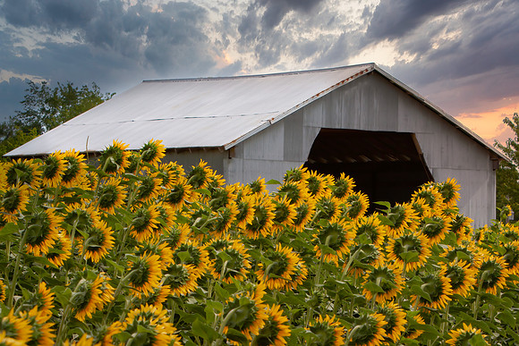 "Storms and Sunflowers"