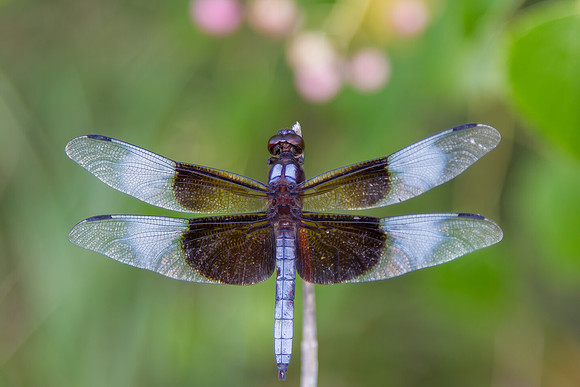"Window Skimmer Dragonfly"