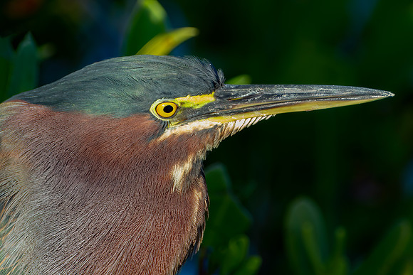 "Green Heron Portrait"