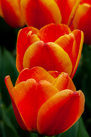 Spring Tulips"