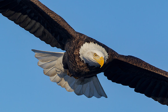 "Bald Eagle Flyover"
