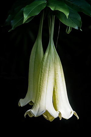 "Cubanola Blooms"
