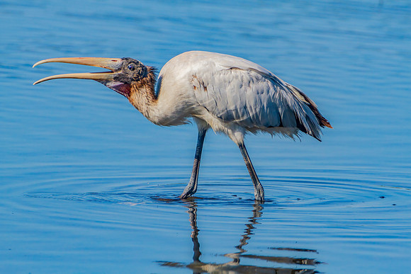 "Feeding Woodstork"