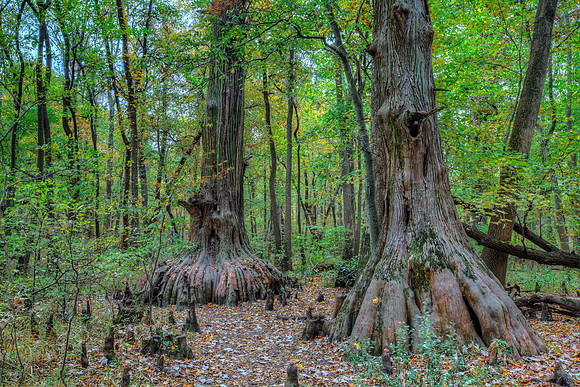 "Ancient Cypress"