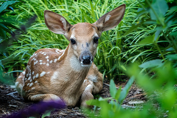 "Hiding In The Flowers"
