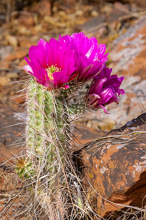 "Blooming Cactus"