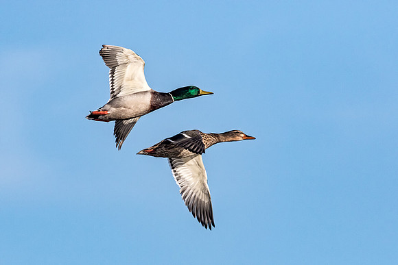 "Mallards In Flight"